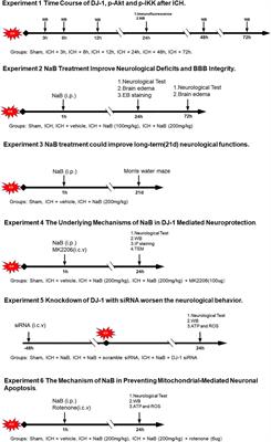 Sodium Benzoate Attenuates Secondary Brain Injury by Inhibiting Neuronal Apoptosis and Reducing Mitochondria-Mediated Oxidative Stress in a Rat Model of Intracerebral Hemorrhage: Possible Involvement of DJ-1/Akt/IKK/NFκB Pathway